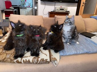 Poslední mainská holčička - blue smoked - JIŽ K ODBĚRU - 15