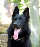 Německý ovčák-štěňata - 15