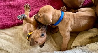 Rhodéský Ridgeback- štěňata s PP, odběr koncem listopadu - 15