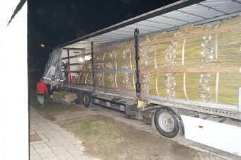 Japonský topol - sadba - 15