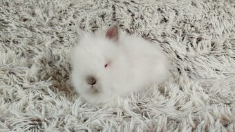 Zakrslý beránek, králíček, králík - HERBERT A HEIDY - 15
