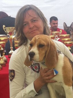 Bigel, bigl, beagle s PP /FCI/ - 15