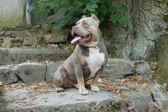 American Bully Standard - 15