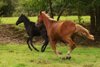 2,5 letí atraktivní a hodní valáškové - 15