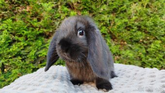 Zakrslý beránek, králíček, králík - PEGAS - 15