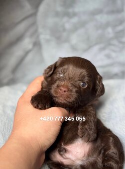 Maltipoo F1 Chocolate ‼️ 900€ / Graff - 15