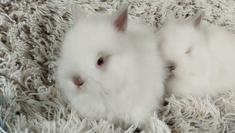 Zakrslý králík, králíček -(TEDDY)-HERBERT A HEIDY - 15