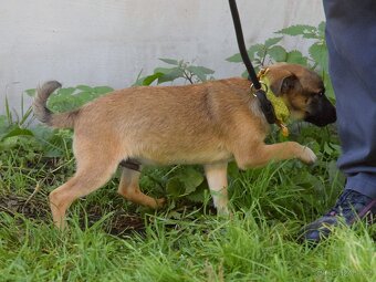 Samko hledá domov - 15