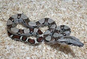 Boa imperator- Sharp Sunglow 66% het Sterling,Hypo Sterling - 15