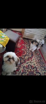 Prodám pejsky shih-tzu,shi-tzu, 1roční, čipovaný - 15