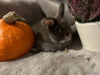 Minilop zakrslý kralíček - 15