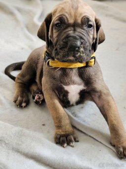 Brazilská fila - 15