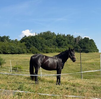 Černá kobylka - 15