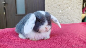 Zakrslý beránek, králíček, králík - ELIAH - 15
