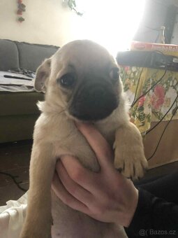 Štěňata Mops - 15