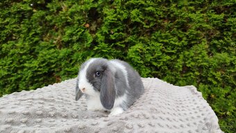 Zakrslý beránek, králíček, králík - HENRY - 15