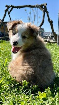 Štěňátka Sheltie/Šeltie bez PP - 15