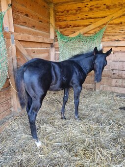 Připouštění QH hřebcem - 15