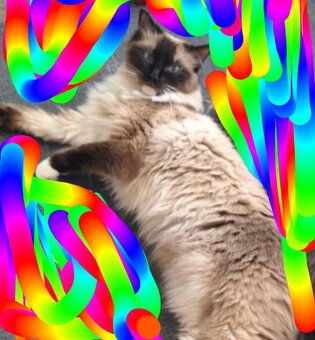 Ragdoll - 15
