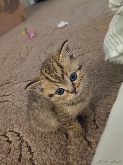 Koťátka Skotská klapouchá - 15