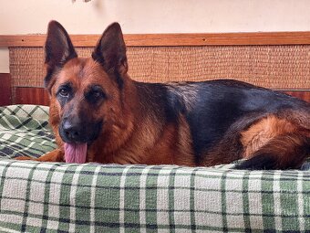 Německý ovčák štěňata - 15