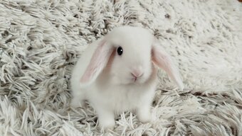 Zakrslý beránek, králíček, králík - TIMIÁN - 15