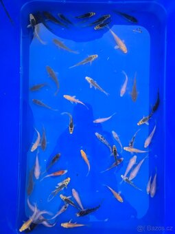 Koi 5-35cm - 15