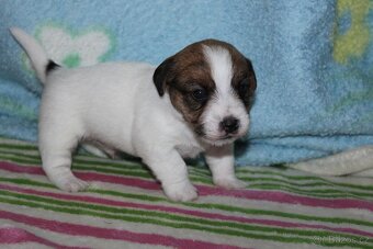 Jack Russell teriér s PP - 15