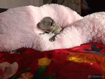 Stafordšírský bulteriér - 15