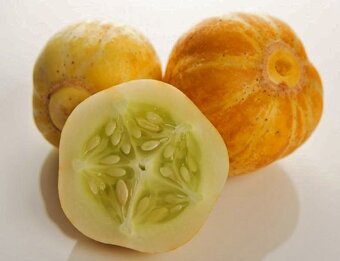 Citronové popínavé mini okurky (10 semen) - 15