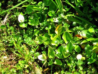 vodní rostliny bahenní rostliny - 15