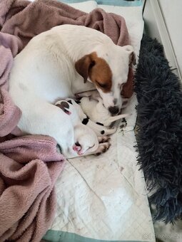 Jack russel teriér (pes) - 15