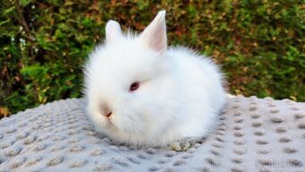 Zakrslý králík, králíček - (TEDDY) - HERBERT A HEIDY - 15