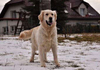 Zlatý retrívr štěně s PP - 15