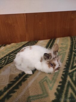Králík zakrslý - 15