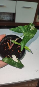 Syngonium různé druhy - 15