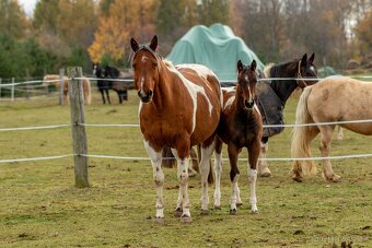 Letošní paint horse klisnička - 15