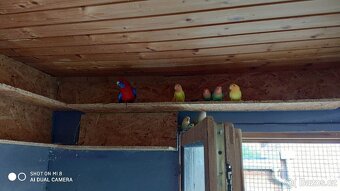 Agapornis růžohrdlý - 15