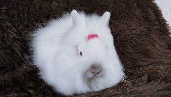 Zakrslý králík, králíček -(TEDDY)-HEIDY - 15