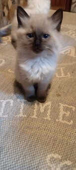 Ragdoll kotatka ,kotata - 15