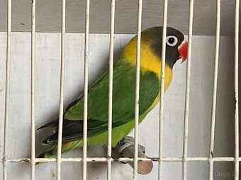 Agapornis fischeri - 15