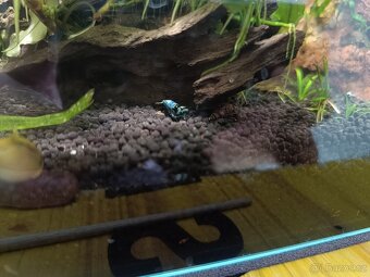 Akara cichlida papuščí endlerky krevetky - 15