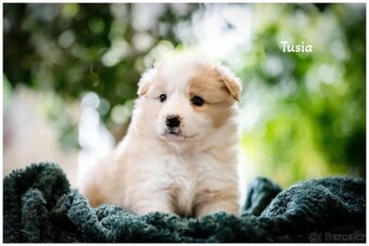 Border Collie, Border Kolia s PP FCI barva ee red - 15