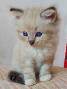 Maciatka ragdoll na odber - 15