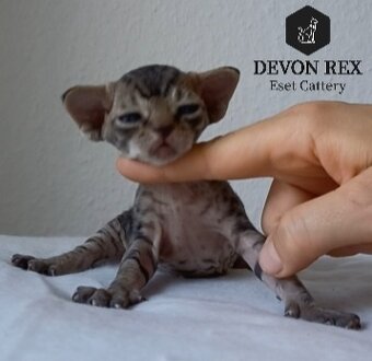 Devon rex - 15
