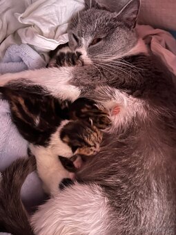 6 Rozkošných Koťátek (Máma Britka s PP x Pouliční Elegán) - 15