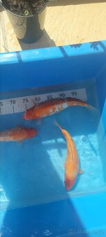 Prodam KOI pouze uznavane variery - 15
