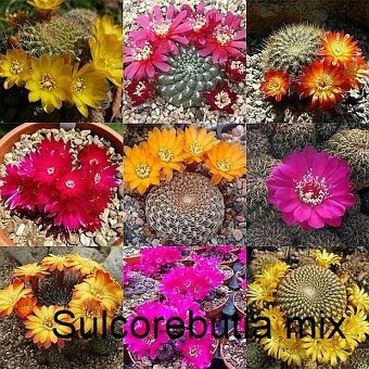 Semena kaktusů - 15