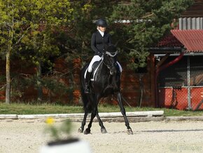 Připouštění drezurním plemenným hřebcem - 15