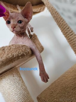 Sphynx koťátka - 15